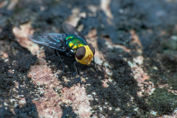 Snail parasite fly from the family Calliphoridae
