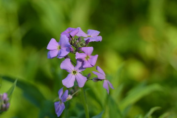 Purple Wild Fowers