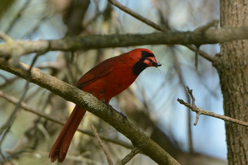 Northern Cardinal eating bug