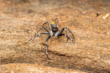 Astia hariola, the gypsy jumping spider, foraging on dead timber