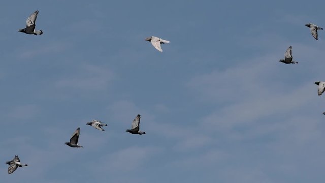 homing pigeon bird flying against blue sky