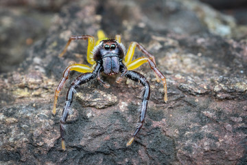 Male Mopsus mormon, the giant green jumping spider, portrait showing large eyes
