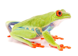 Red eyed monkey tree frog, Agalychnis callydrias. A tropical rain forest animal with vibrant eye isolated on a white background..