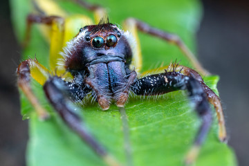 Male Mopsus mormon, the giant green jumping spider, portrait showing large eyes
