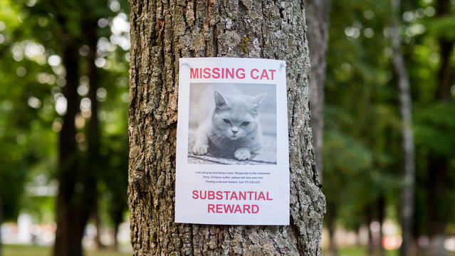 Banner with the announcement of the missing cat hanging on a tree in the park