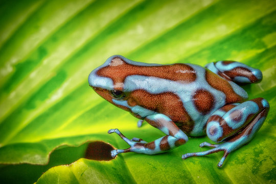 poison dart frog, Dendrobates auratus super blue morph. A poisonous animal from the tropical rain forests in Costa Rica and Panama.