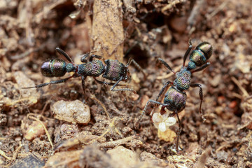 Pretty metallic Rhytidoponera ants carrying brood