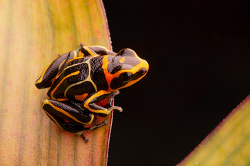 poison dart frog, Ranitomeya fantastica striped morph. A small Dendrobates from the Amazon rain forest in Peru. This animal is an endangered species and needs nature conservation. .