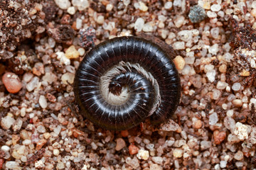 Coiled Portuguese millipede, an invasive pest, on sandy background, Western Australia