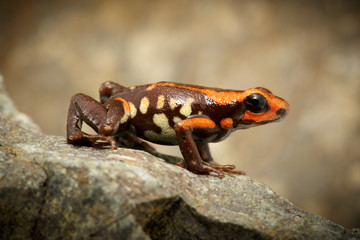 poison dart frog andinobates bombetes