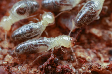 Close up macro of termite workers in nest, Perth Australia