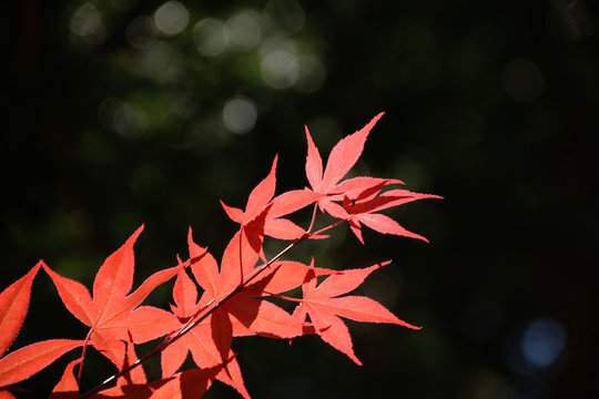 Nomura Kaede - Acer palmatum. It is called &ldquo;Shoujyou  momiji&rdquo; in Japan.The leaf is red throughout the year.