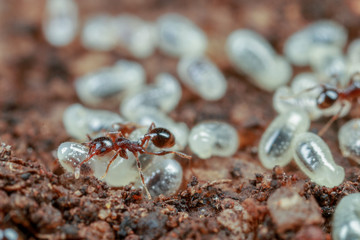 Workers, pupae and larvae inside a pheidole ant nest in Australia