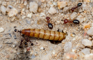 Two species of ants (Pheidole and Melophorus) fighting over a dead beetle larvae