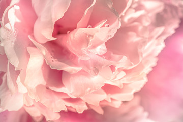 Gentle pink background of petals of a peony flower, soft focus. Blooming peony flower in dew closeup.