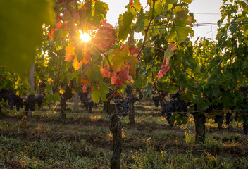 Morning light in the vineyards of Saint Georges de Montagne near Saint Emilion, Gironde, France