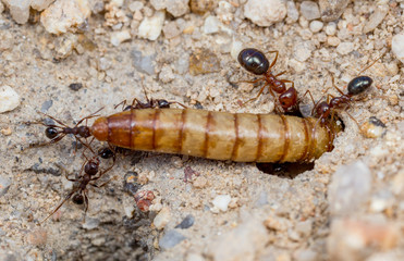 Two species of ants (Pheidole and Melophorus) fighting over a dead beetle larvae