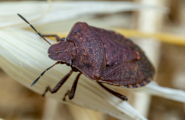 Brown Hemiptera bug insect on grass