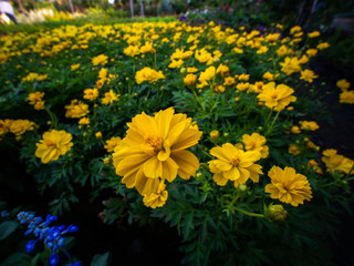 Yellow Cosmos Flowers Blooming