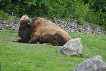 Bison