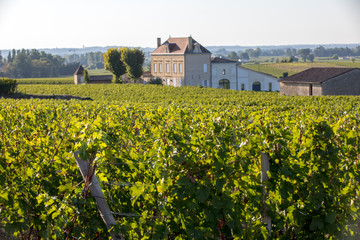 Ripe red  grapes on rows of vines in a vienyard before the wine harvest in Saint Emilion region....