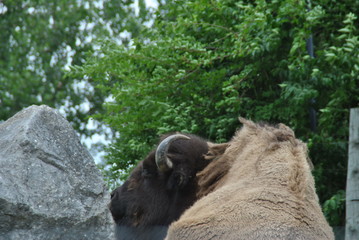 Bison