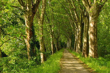 path through the woods along the Canal de Garonne