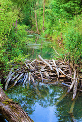 horse spruit with beaver dam