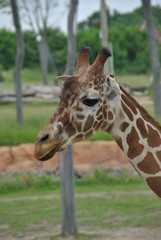 Safari in Columbus,OH