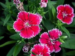 Red Pink Dianthus Flowers Blooming