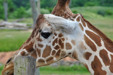 Obraz premium Safari in Columbus,OH