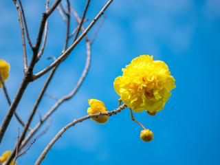 Yellow Silk Cotton Falling All Leaves