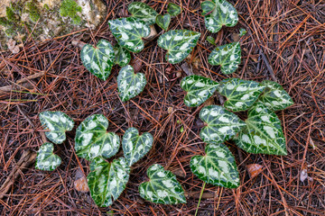 Cyclamen graecum (Greek cyclamen) leaves, top view