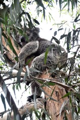 Koala in the wild at French Island, Victoria, Australia