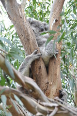 Koala in the wild at French Island, Victoria, Australia