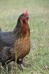 Chicken on French Island in Vitoria, Australia