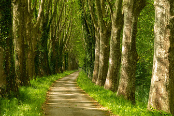 Obraz premium path through the woods along the Canal de Garonne