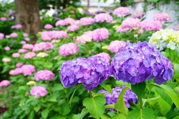 Obraz premium あじさい hydrangea 満開