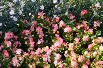 Summer beautiful flowers