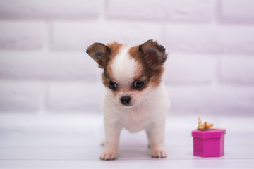 Chihuahua puppy spitz dog pet yorkshire terrier