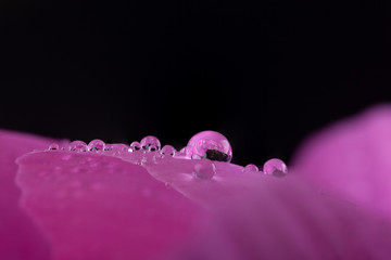 Flower (Paeonia) petal with water droplets and reflections in super close up on a black background. 