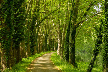 path through the woods along the Canal de Garonne