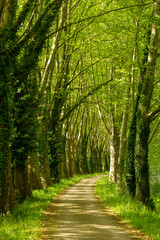 path through the woods along the Canal de Garonne