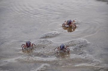 Mug crabs on French Island, Victoria, Australia