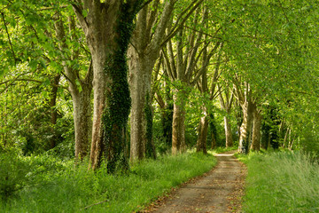 Fototapeta premium path through the woods along the Canal de Garonne