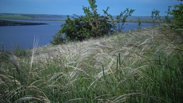 Stipa lessingiana (Needle Grass, Long grass) fluttering in the wind in the Landscape Park against the background of the Tiligul estuary. Rare plant, the Red Book of Ukraine