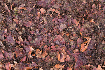 Winter dry leaves on the ground texture. Autumn leaves in forest underfoot. Forest leaves on de plano surface. Mountain leaves structure, overhead shot. Forest foliage surface. Forest pathway texture.