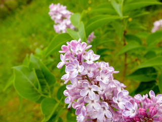 Bunch of purple lilacs, close up