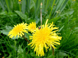 Fly on the yellow dandelions in the grass