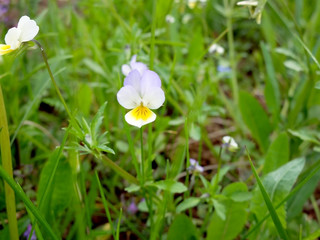 Obraz premium Violet, white and yellow flower in the grass, closeup